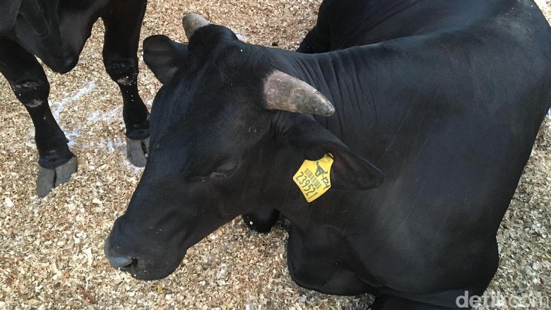Ini Dia Sapi Wagyu Asal Jepang, Harga Dagingnya Rp 800.000/Kg Ini Dia Sapi Wagyu Asal Jepang, Harga Dagingnya Rp 800.000/Kg