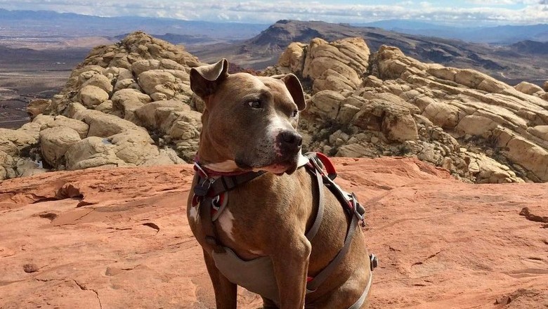 Inilah Penni, anjing yang hobi hiking (pennidog/Instagram) Inilah Penni, anjing yang hobi hiking (pennidog/Instagram)