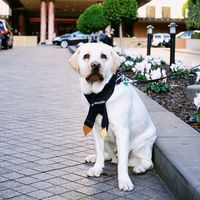 Cute Masuk Ke Hotel Ini Penyambut Tamunya Anjing Lucu