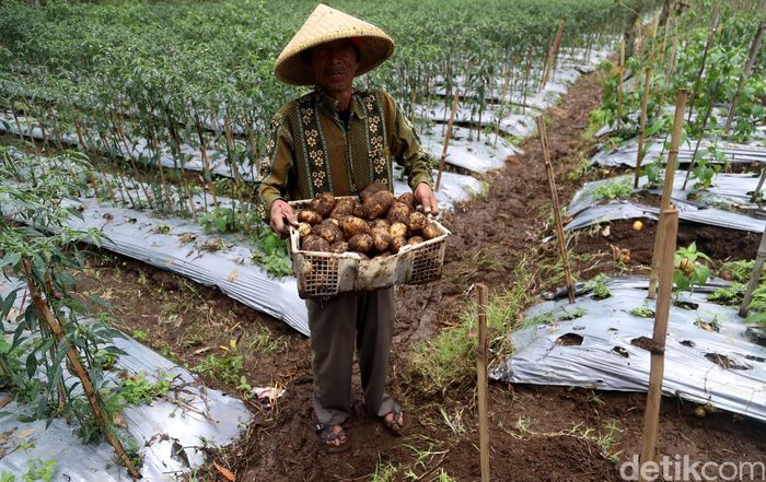 ilustrasi petani (Foto: Grandyos Zafna) ilustrasi petani (Foto: Grandyos Zafna)