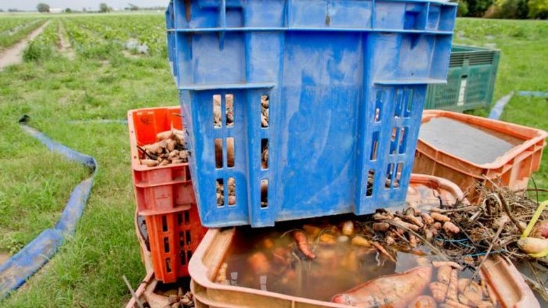 Harga Sayur di Queensland Naik Gila-Gilaan Akibat Banjir Harga Sayur di Queensland Naik Gila-Gilaan Akibat Banjir