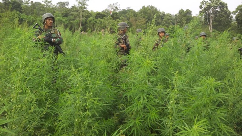 Serda Sigit, TNI Penyulap 98 Hektare Ladang Ganja Jadi Sawah Serda Sigit, TNI Penyulap 98 Hektare Ladang Ganja Jadi Sawah