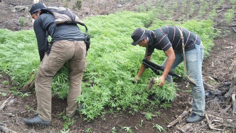 Polisi Obrak-abrik 2 Hektare Ladang Ganja di Aceh Polisi Obrak-abrik 2 Hektare Ladang Ganja di Aceh