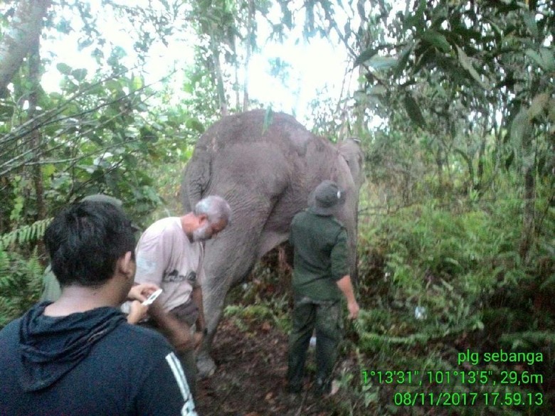 Kaki Terluka, Gajah Liar di Riau Jalani Perawatan Medis Kaki Terluka, Gajah Liar di Riau Jalani Perawatan Medis
