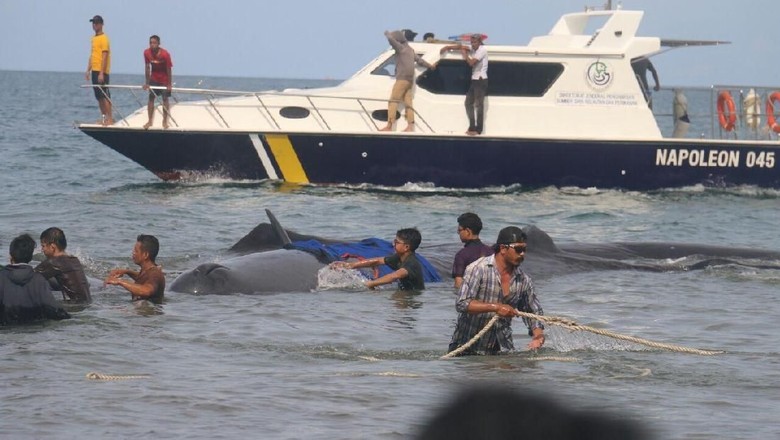 Warga Aceh Bahu-membahu Selamatkan Paus Cermin Kearifan Lokal Warga Aceh Bahu-membahu Selamatkan Paus Cermin Kearifan Lokal