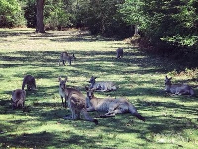 Di Taman Ini, Kamu Bisa Selfie Bareng Kanguru Di Taman Ini, Kamu Bisa Selfie Bareng Kanguru