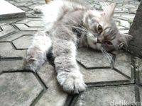 Xiaomi Redmi Note 5A Ponsel Menengah Nan Menggoda Xiaomi Redmi Note 5A Ponsel Menengah Nan Menggoda