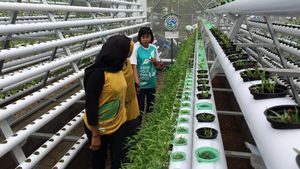 Kebun Hidroponik, Destinasi Agrowisata    Baru di Jember