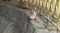 ejumlah kera jenis ekor panjang menyambut dengan tingkah uniknya.