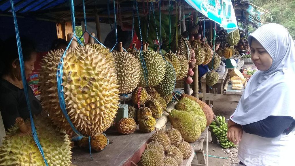 Asyik, Berwisata Sambil Berburu Durian di Telaga Ngebel Ponorogo Asyik, Berwisata Sambil Berburu Durian di Telaga Ngebel Ponorogo