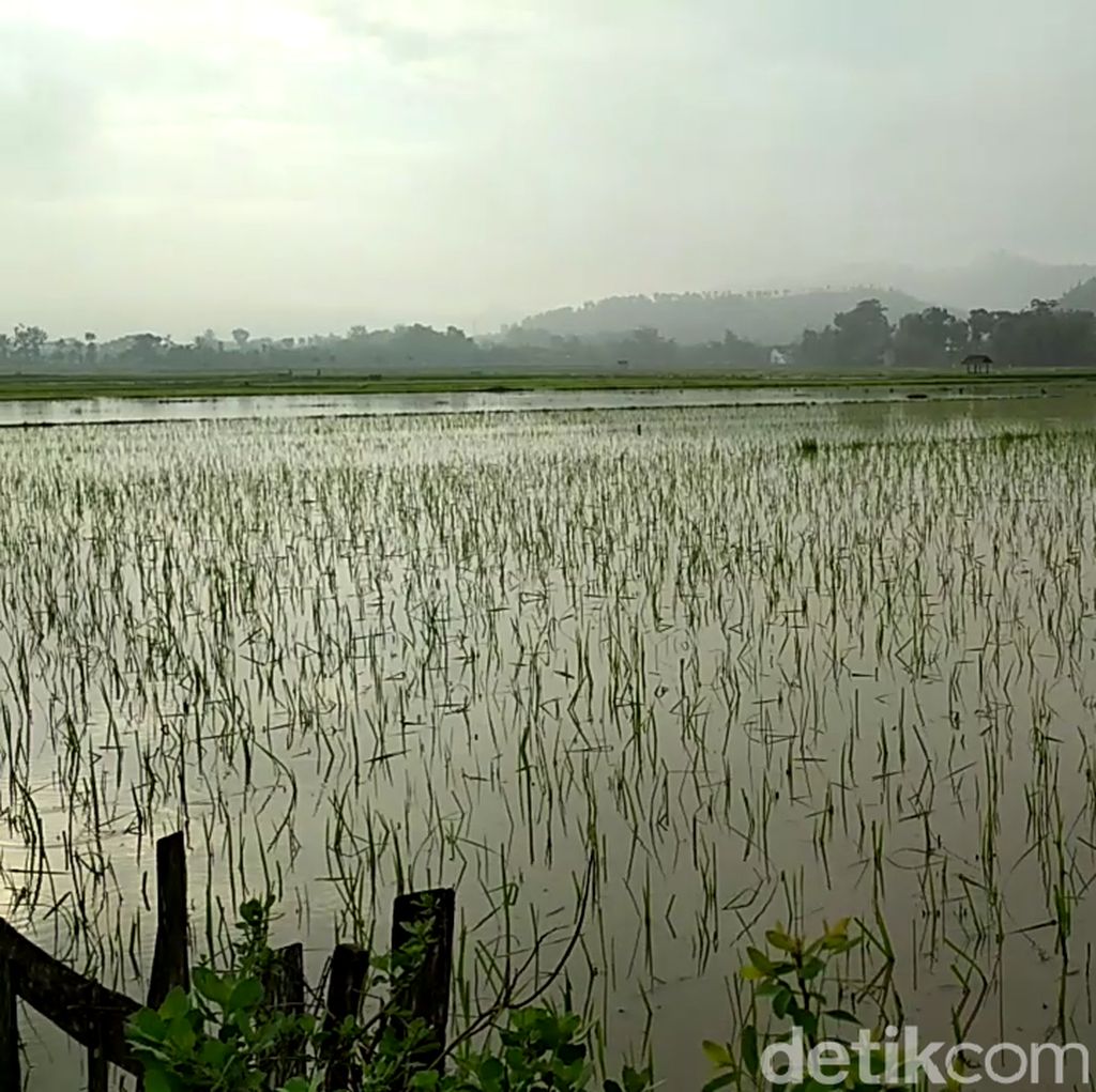 Musim Hujan, Sawah di Bantul Hingga Pacitan Terendam Banjir Musim Hujan, Sawah di Bantul Hingga Pacitan Terendam Banjir
