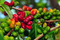 Kisah Rusmaini, Petani Kopi yang Sukses di Humbang Hasundutan