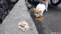 Asyiknya Ikut Aksi Beri Makan Komunitas Sukabumi Cat Lover