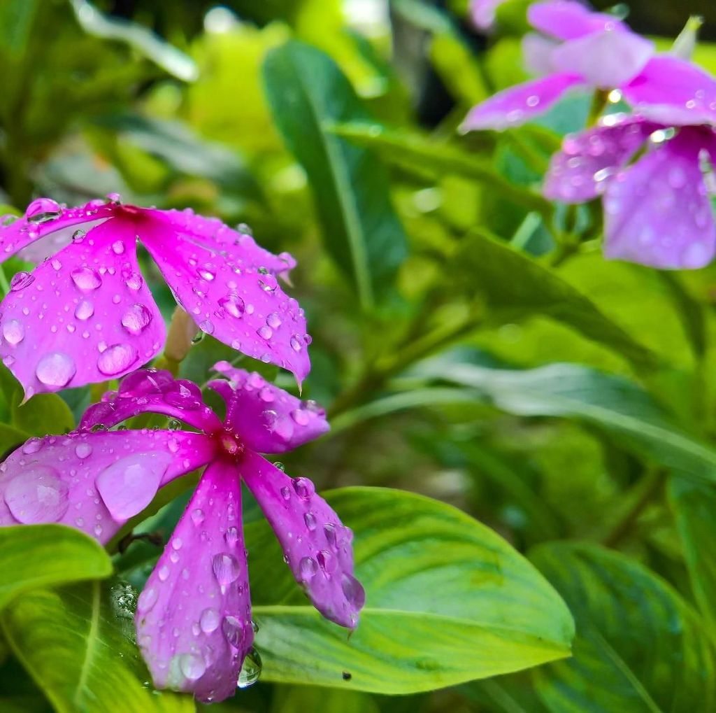 After The Rain After The Rain