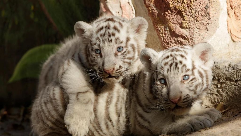 Masih Imut-imut, Ini Bayi Harimau Benggala yang Lahir di Meksiko Masih Imut-imut, Ini Bayi Harimau Benggala yang Lahir di Meksiko