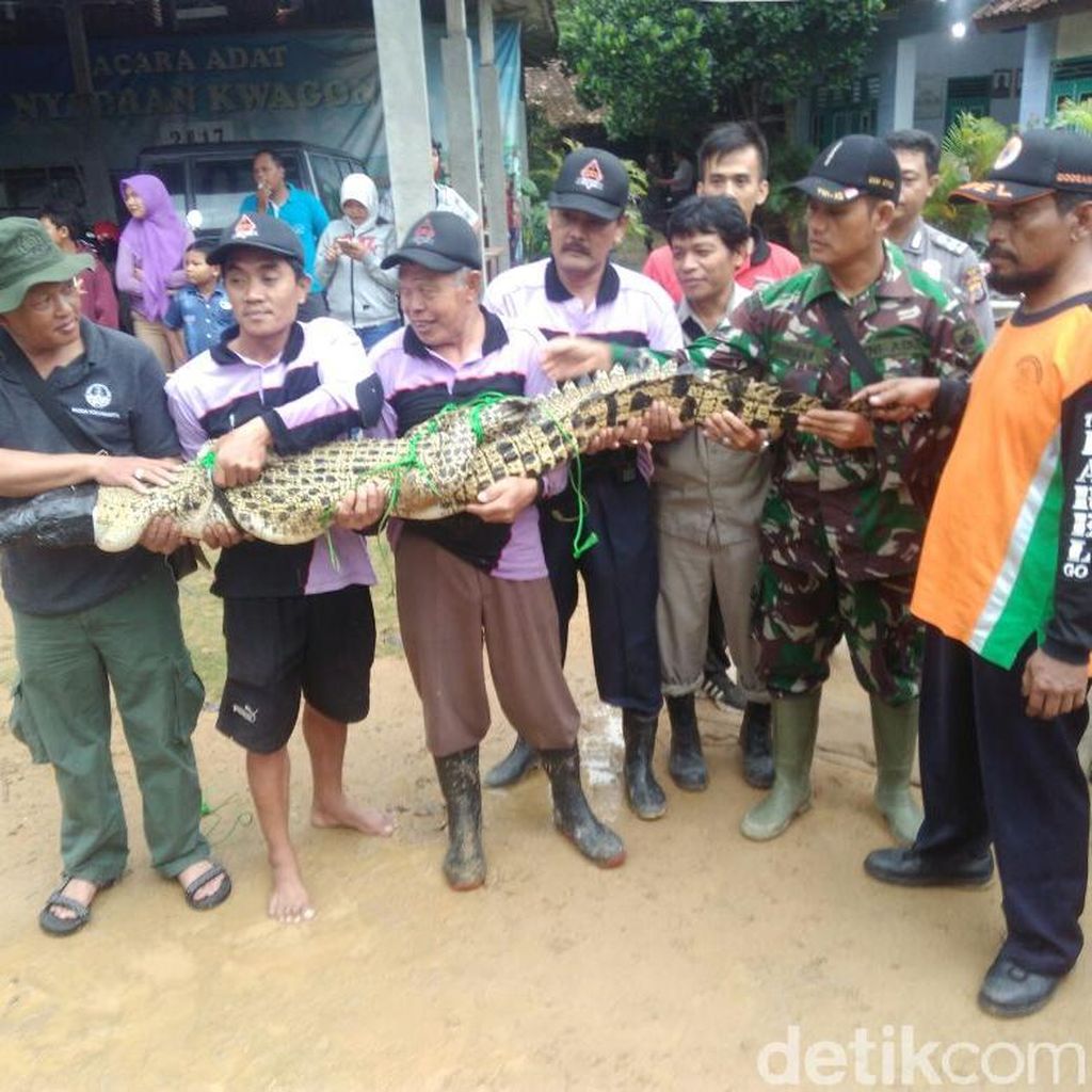 Bikin Takut Warga Sleman, Buaya Muara Ini Akhirnya Berhasil Ditangkap Bikin Takut Warga Sleman, Buaya Muara Ini Akhirnya Berhasil Ditangkap