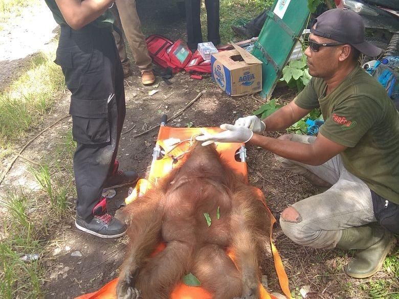 Hindari Perburuan Orang Utan, Cantik dan Charlie Dievakuasi Hindari Perburuan Orang Utan, Cantik dan Charlie Dievakuasi