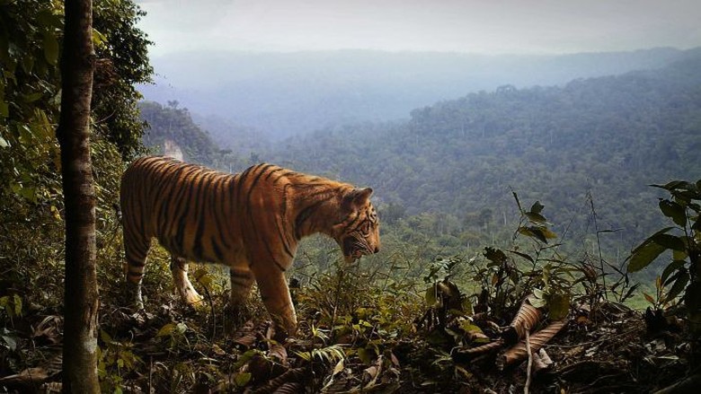 Kepunahan Harimau Sumatra Semakin Memburuk Kepunahan Harimau Sumatra Semakin Memburuk