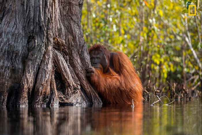 Foto: National Geographic/Jayaprakash Joghee Bojan Foto: National Geographic/Jayaprakash Joghee Bojan