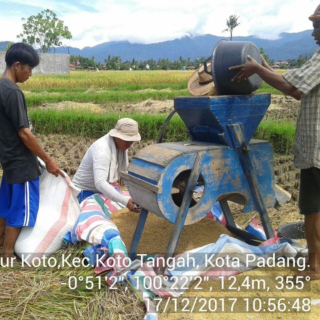 Panen Lebih Awal, Kementan Optimistis Pasokan Beras Cukup Panen Lebih Awal, Kementan Optimistis Pasokan Beras Cukup