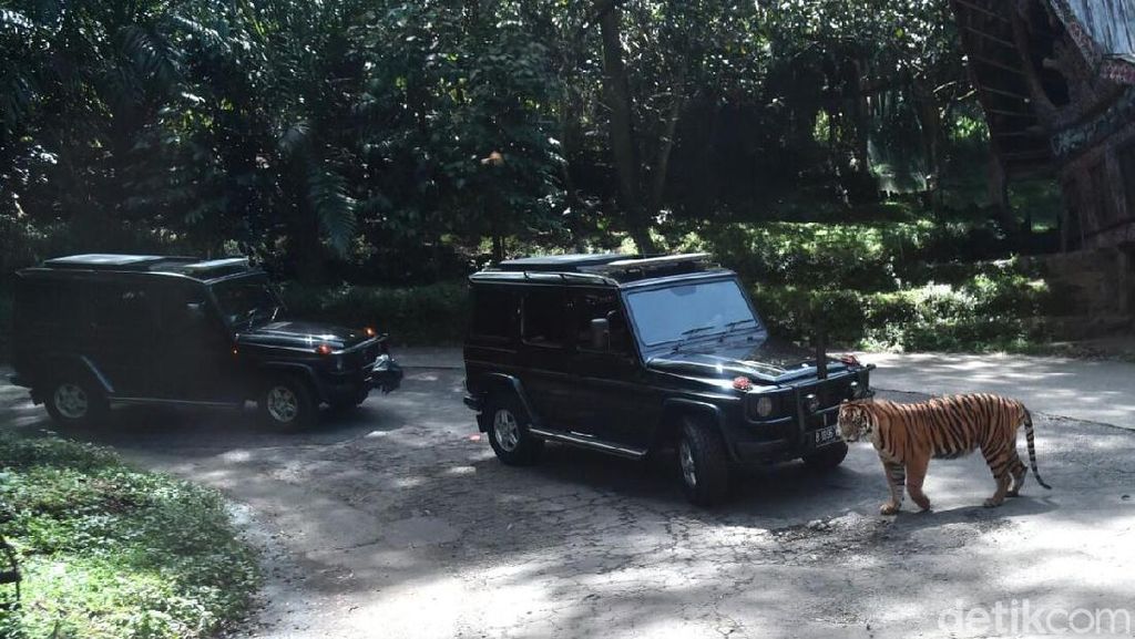Ke Taman Safari, Mobil Rombongan Jokowi Dicegat Harimau Ke Taman Safari, Mobil Rombongan Jokowi Dicegat Harimau