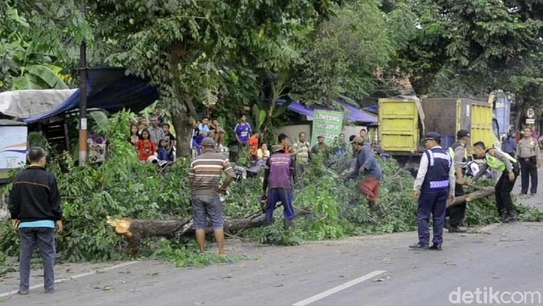 Ada Pohon Tumbang, Pantura Pekalongan Sempat Macet Ada Pohon Tumbang, Pantura Pekalongan Sempat Macet