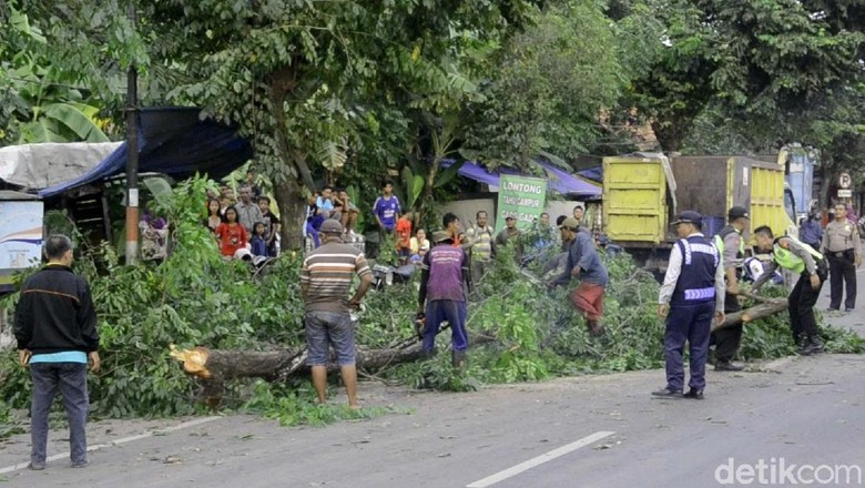 Ada Pohon Tumbang, Pantura Pekalongan Sempat Macet