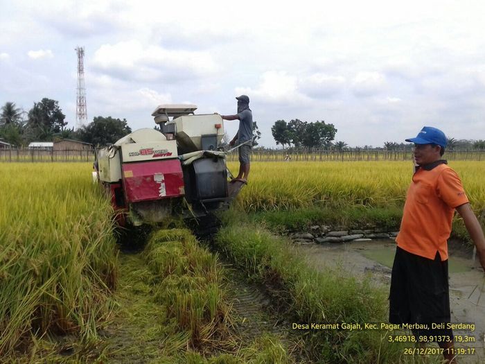 Foto: Panen Padi di Desa Kramat Gajah, Deli Serdang (Dok. Kementan) Foto: Panen Padi di Desa Kramat Gajah, Deli Serdang (Dok. Kementan)