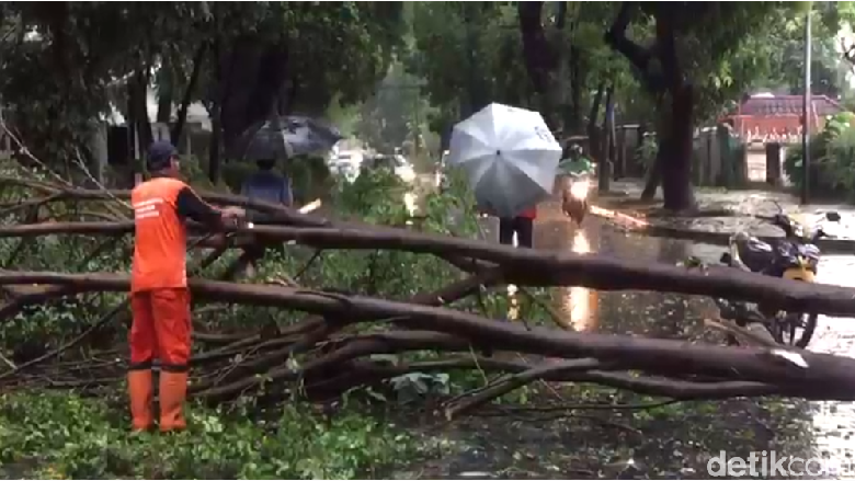 Hujan Disertai Angin Kencang Bikin 2 Pohon di Menteng Tumbang Hujan Disertai Angin Kencang Bikin 2 Pohon di Menteng Tumbang