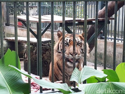 Liburan Akhir Tahun: Mampir ke Bonbin Siantar Zoo yang Sejuk Liburan Akhir Tahun: Mampir ke Bonbin Siantar Zoo yang Sejuk