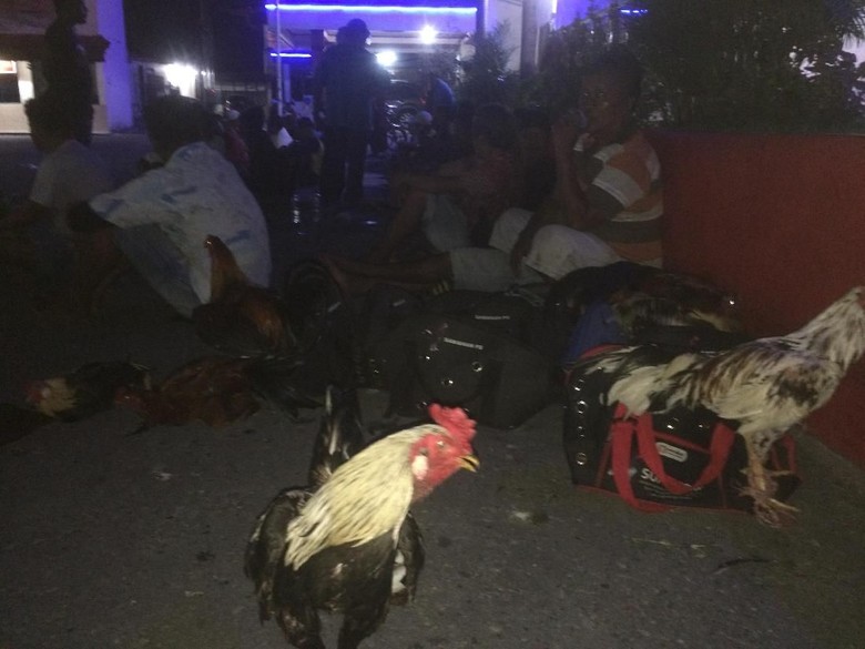 Polisi Grebek Lokasi Judi Sabung Ayam Terbesar di Ambon