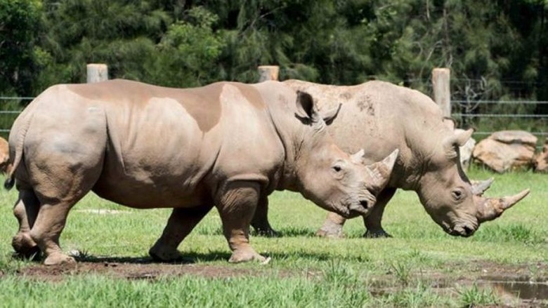 Badak di Kebun Binatang Mogo Australia Seruduk Penjaganya Badak di Kebun Binatang Mogo Australia Seruduk Penjaganya