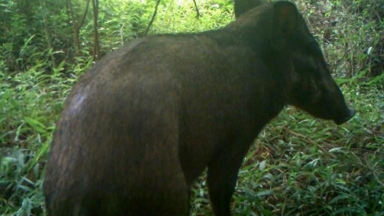 Babi Terjelek di Dunia Tertangkap Kamera di Hutan Indonesia Babi Terjelek di Dunia Tertangkap Kamera di Hutan Indonesia