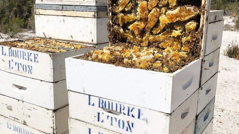 Australia Mengaku Miliki Bukti Madu Manuka Bukan dari Selandia Baru Australia Mengaku Miliki Bukti Madu Manuka Bukan dari Selandia Baru