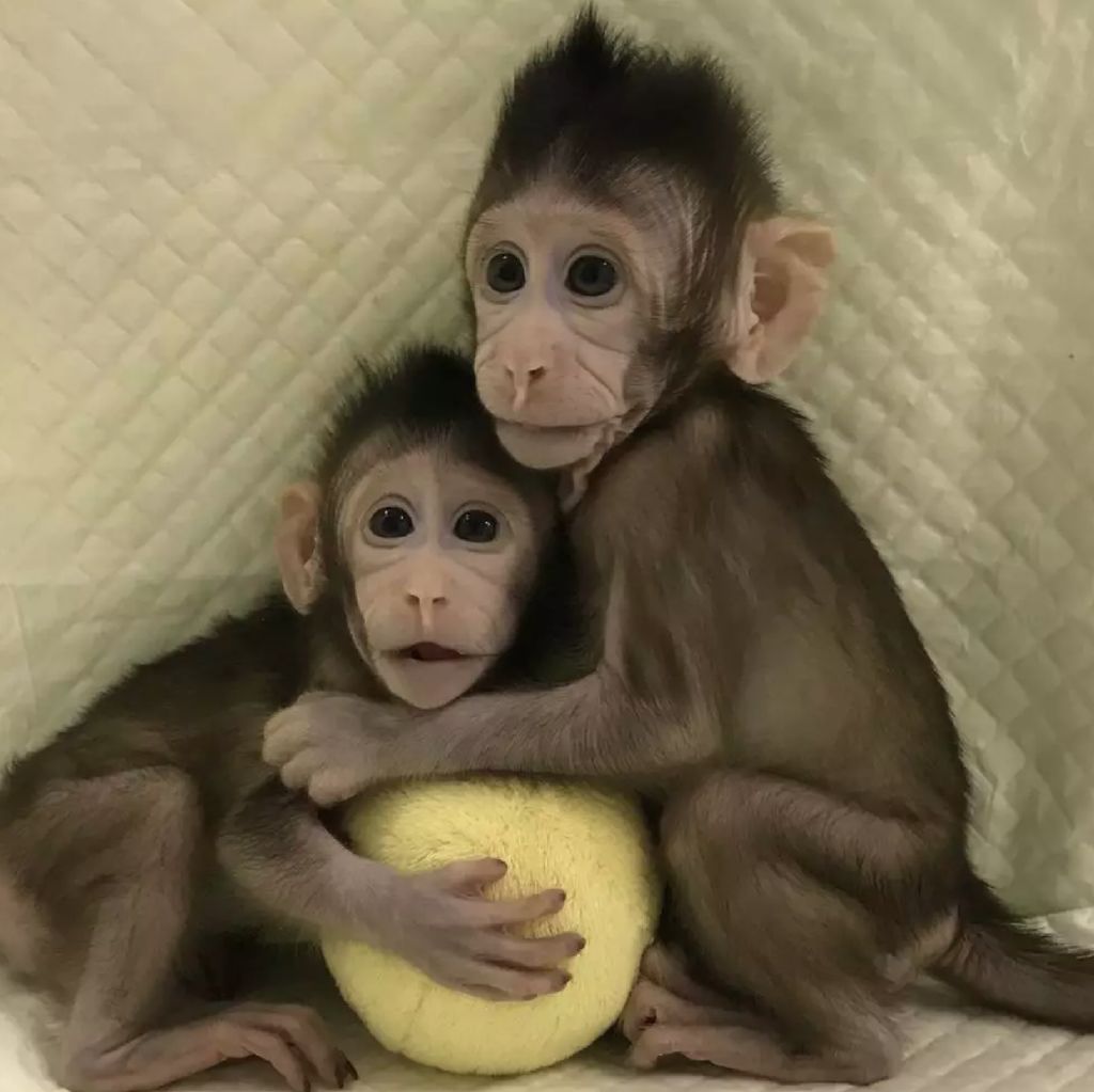Sukses Kloning Monyet, Setelah Itu China Kloning Ma   nusia?