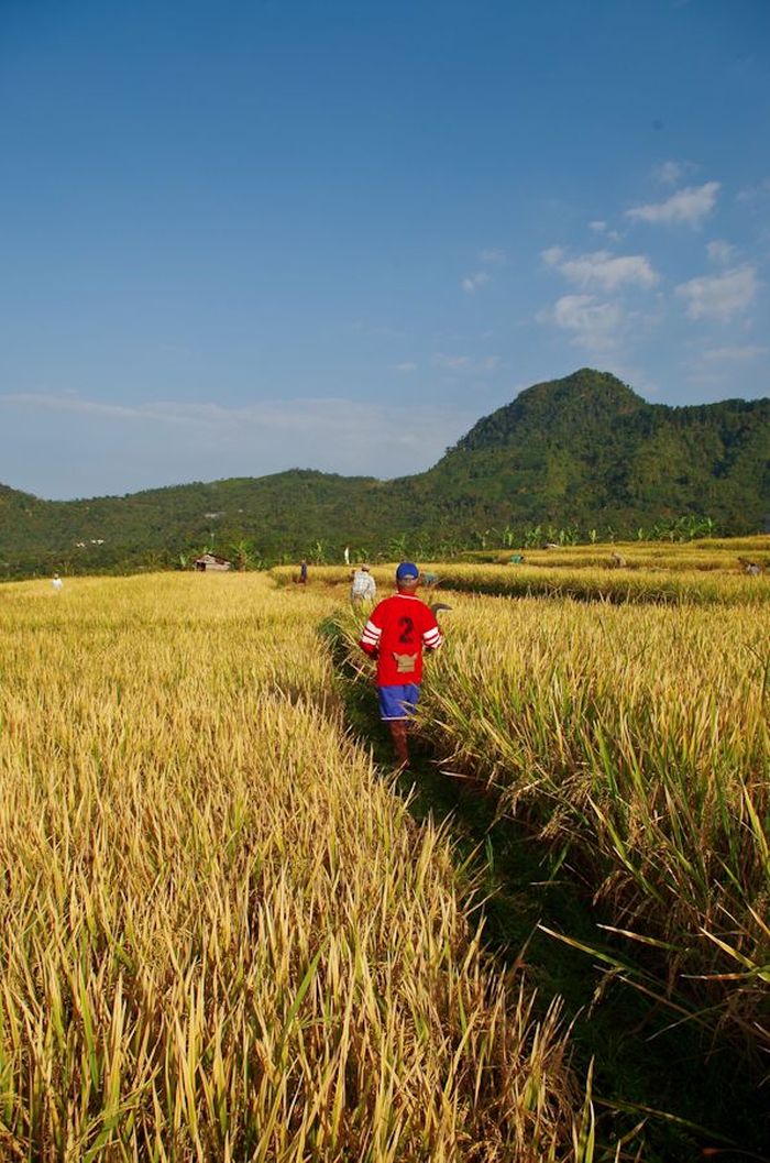 Ilustrasi Panen (Foto: detik) Ilustrasi Panen (Foto: detik)