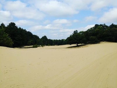 Foto: Unik! Ada Gurun di Tengah Hutan Amerika Foto: Unik! Ada Gurun di Tengah Hutan Amerika