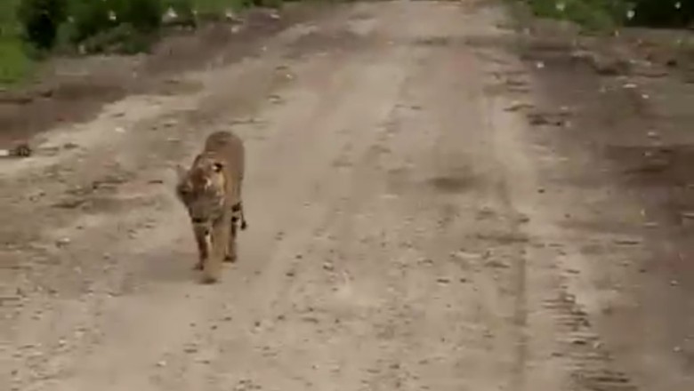 Cari Harimau Pemangsa Jumiati, Pawang dari Aceh Didatangkan Cari Harimau Pemangsa Jumiati, Pawang dari Aceh Didatangkan