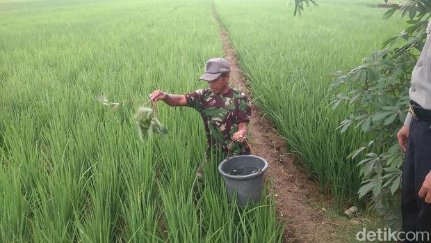 Tradisi Arak-arakan Benda Pusaka di Cirebon