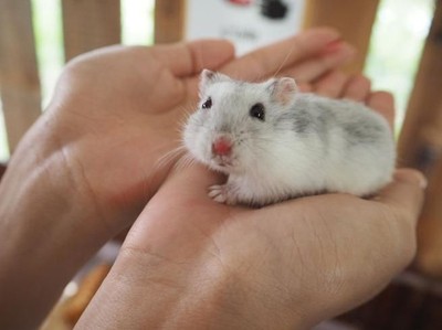 Dilarang Maskapai, Traveler Buang Hamster Peliharaannya di Lubang Toilet Dilarang Maskapai, Traveler Buang Hamster Peliharaannya di Lubang Toilet