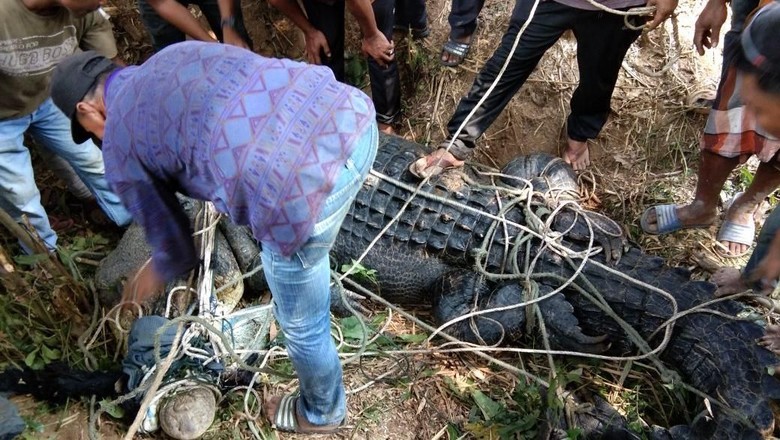 Warga Minta Ganti Rugi Penangkapan Buaya 600 Kg di Aceh Timur Warga Minta Ganti Rugi Penangkapan Buaya 600 Kg di Aceh Timur