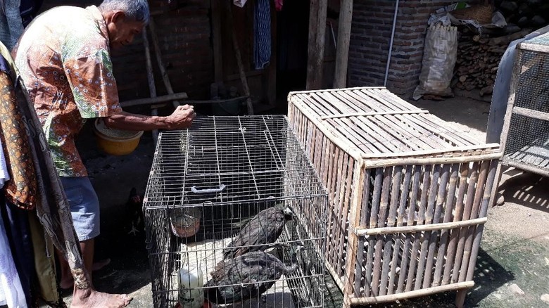 Sedih! Kandang Tak Layak, Bulu-bulu Merak milik Surat Rusak Sedih! Kandang Tak Layak, Bulu-bulu Merak milik Surat Rusak