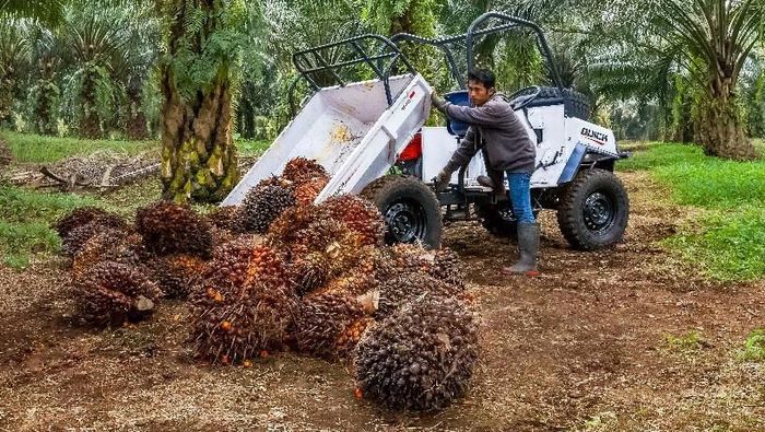 Foto: CV Karya Hidup Sentosa Foto: CV Karya Hidup Sentosa