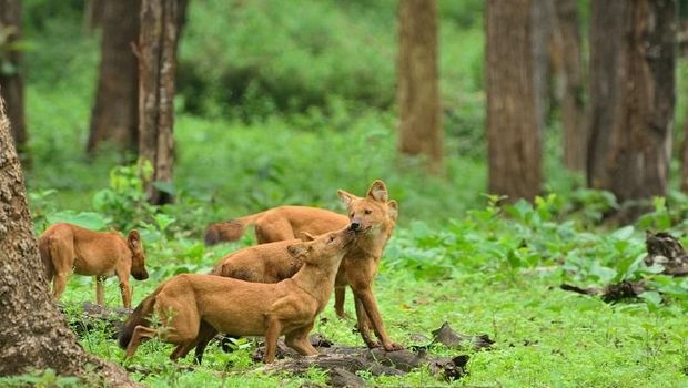 Beberapa satwa di taman nasionalnya