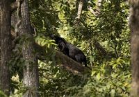 Mau Masuk ke Hutan Ketemu Black Panther?