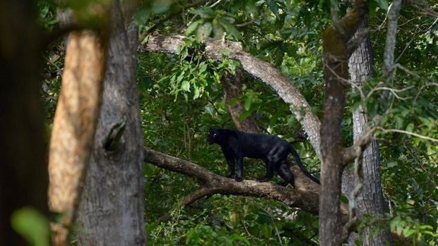 Mau Masuk ke Hutan Ketemu Black Panther?