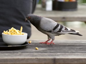 Wah, Balita Ini Berani Ambil Kembali Makanan dari Burung yang Mencurinya!