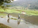 Normalisasi Hulu Ciliwung , TNI-Polri Keruk Telaga Saat di Puncak