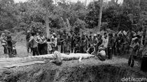 Cerita Ngeri Buaya Terkam Warga di Penjuru Indonesia Cerita Ngeri Buaya Terkam Warga di Penjuru Indonesia