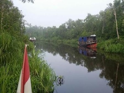 Berkeliling Lokasi Konservasi Orangutan Terbesar Dunia Berkeliling Lokasi Konservasi Orangutan Terbesar Dunia